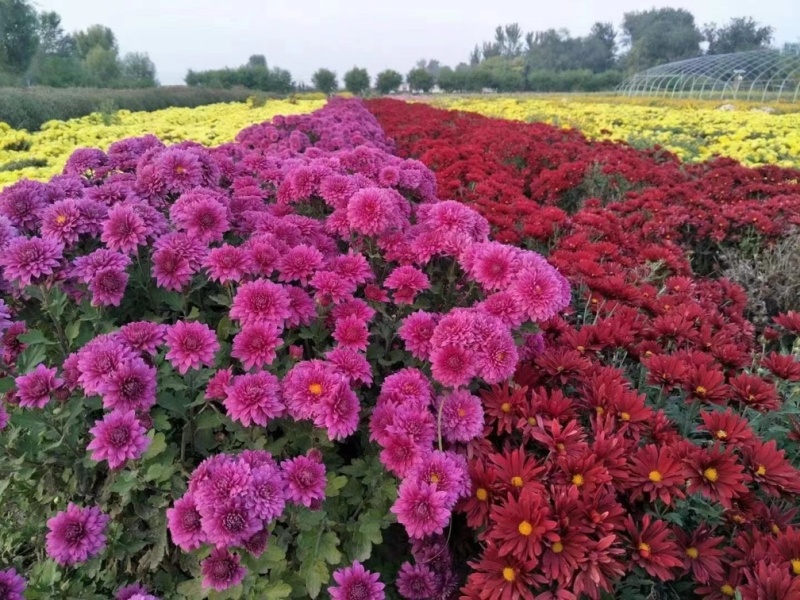 出售千头球菊