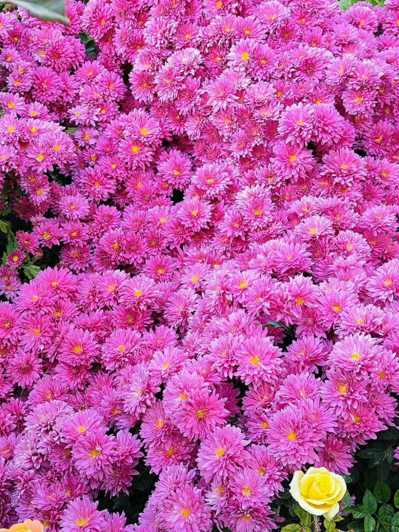出售千头球菊