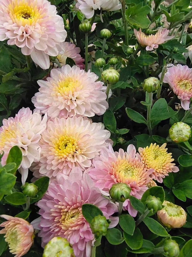 出售千头球菊