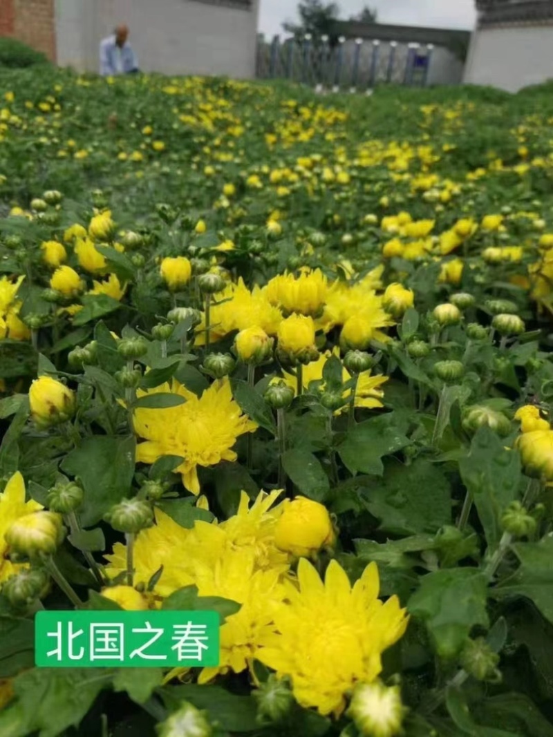 出售千头球菊