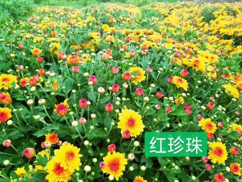 出售千头球菊