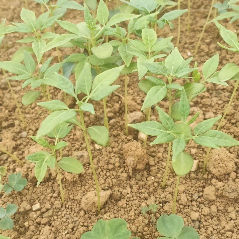 中药材厚皮黄柏苗
