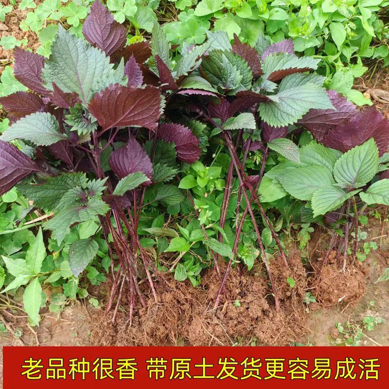 新鲜紫苏苗带土发货现摘现发农家野生紫苏幼苗可阳台盆栽可