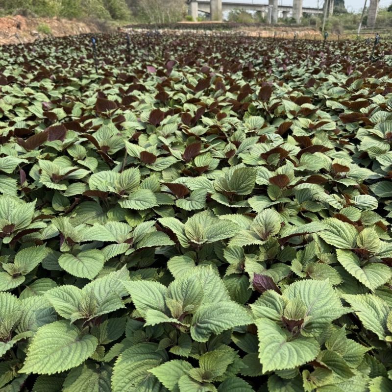 新鲜紫苏苗带土发货现摘现发农家野生紫苏幼苗可阳台盆栽可
