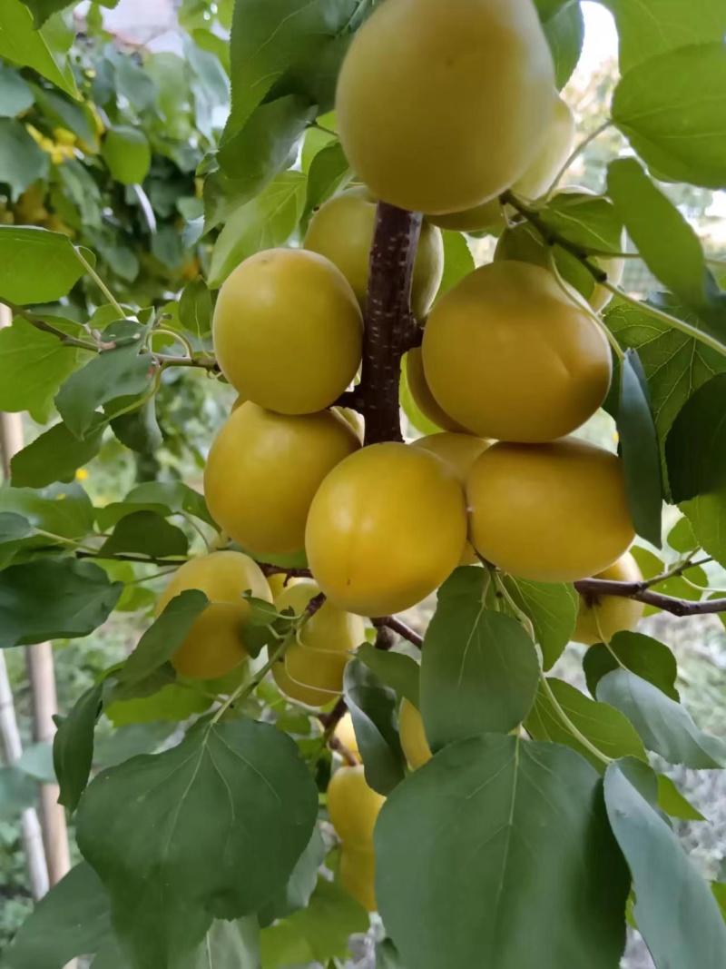 （山西荷兰香蜜杏）口感香甜，味道鲜美，产地直发。