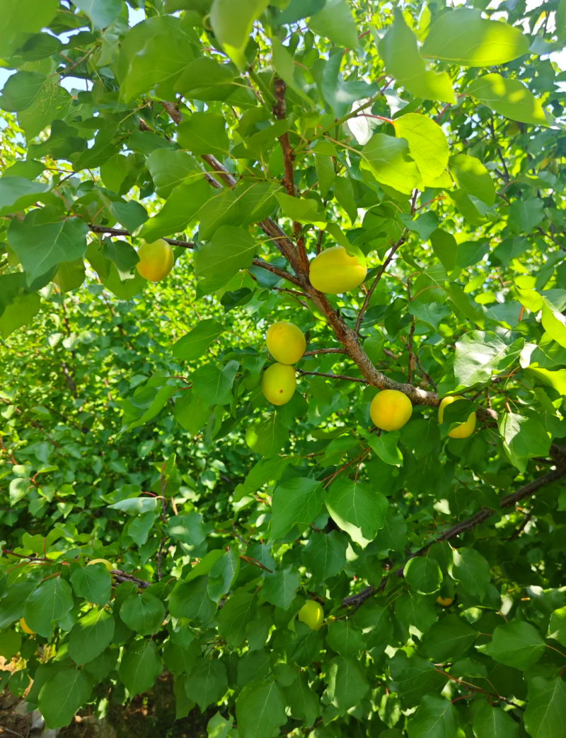 （山西荷兰香蜜杏）口感香甜，味道鲜美，产地直发。