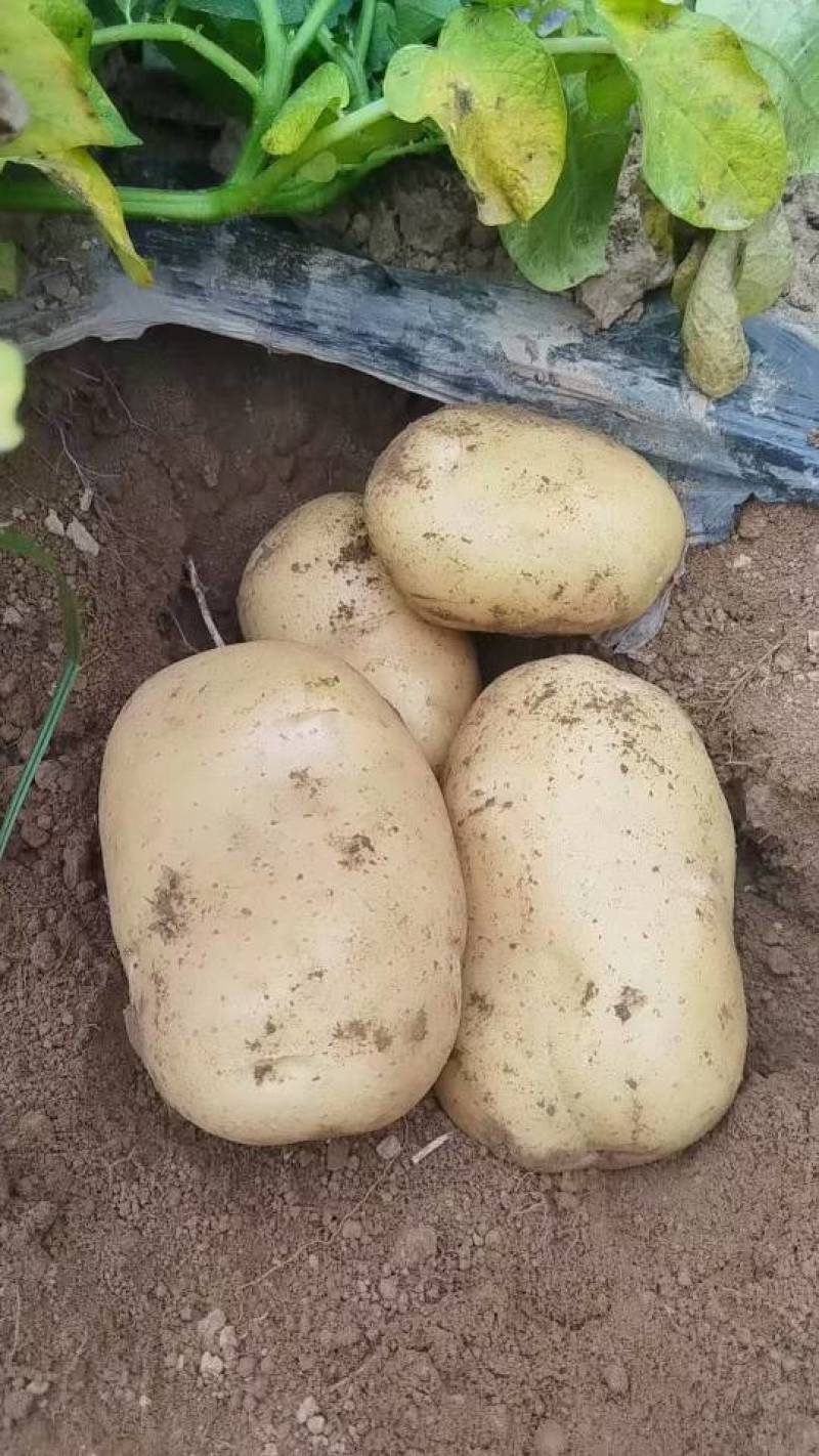 精品土豆沃土加.实验一，齐元丰土豆大吨位供应支持各种包装