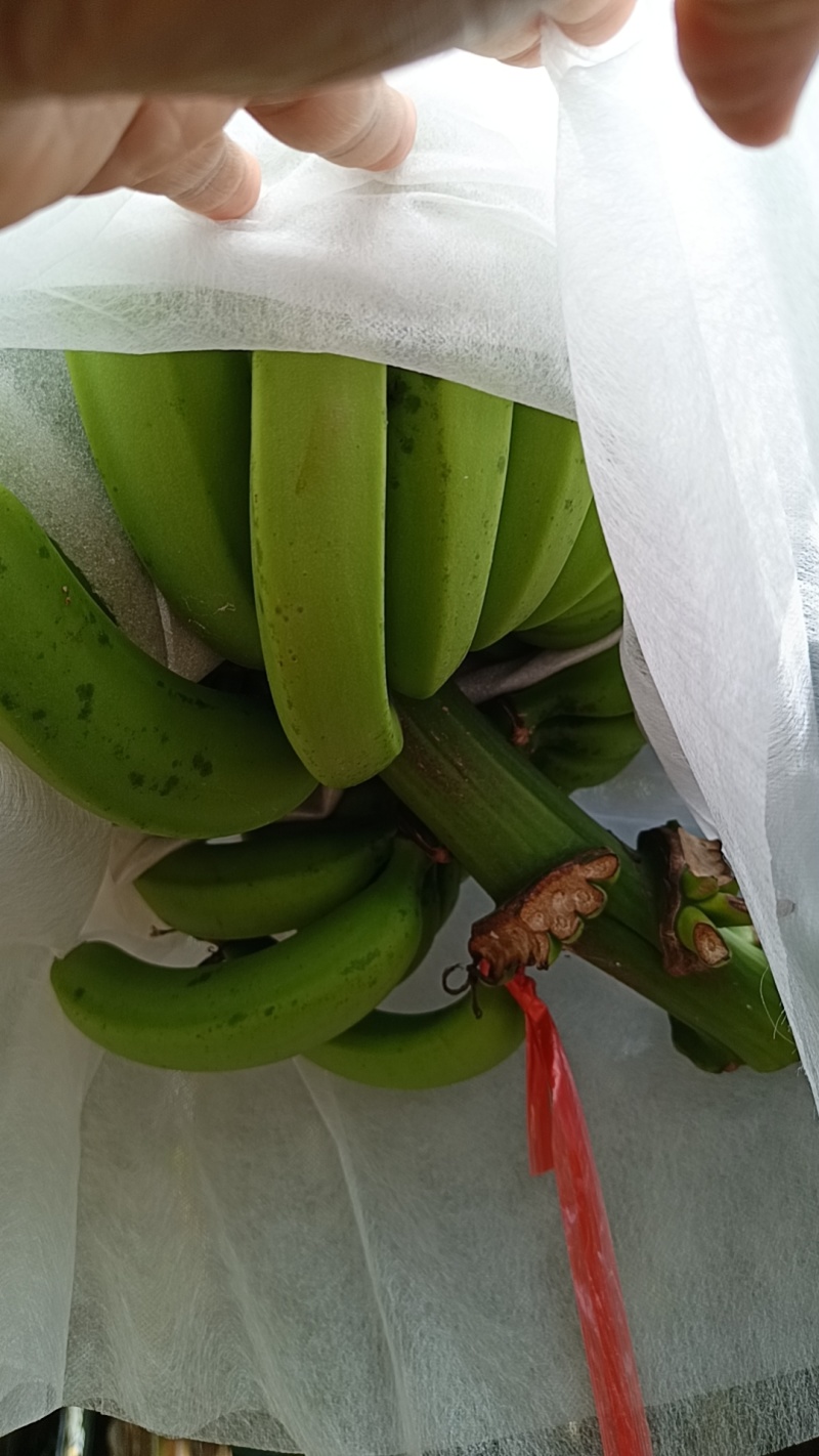 精品香蕉巴西十桂九十桂一量大从优产地供应欢迎咨询