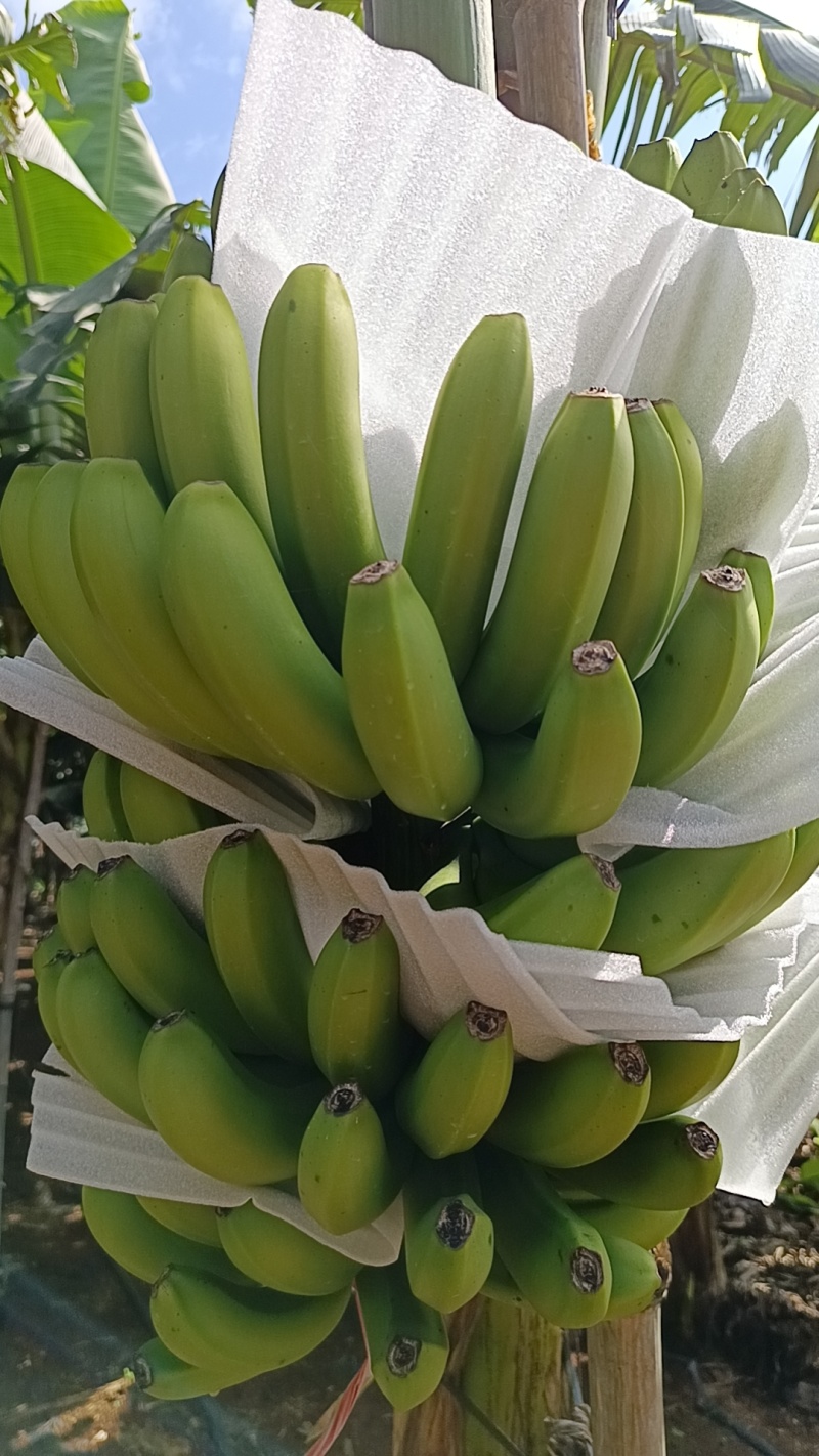 精品香蕉巴西十桂九十桂一量大从优产地供应欢迎咨询