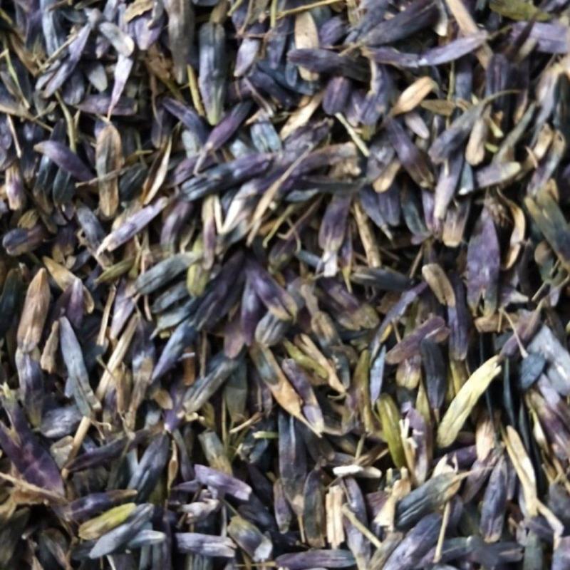 优质板蓝根种子