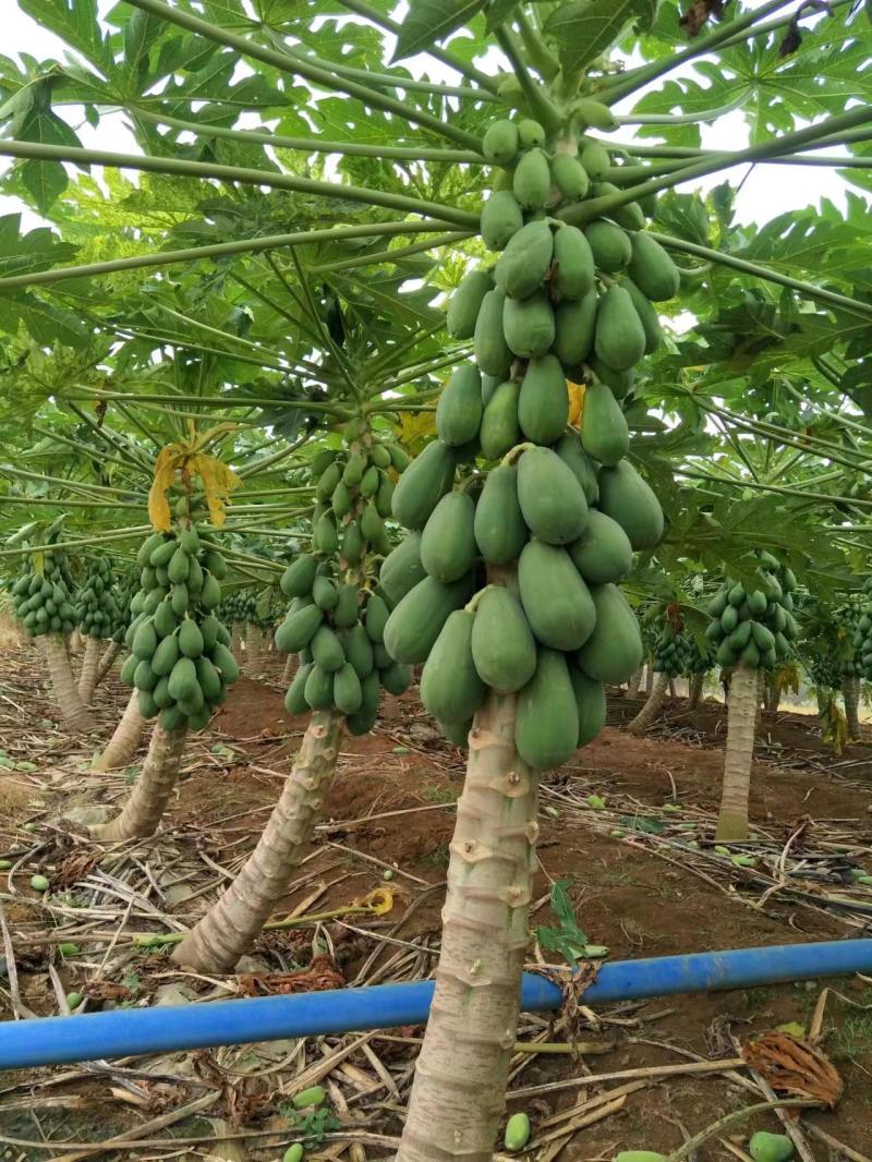 红肉水果木瓜苗当年种植当年结果量大从优欢迎下单选购