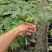 红肉水果木瓜苗当年种植当年结果量大从优欢迎下单选购