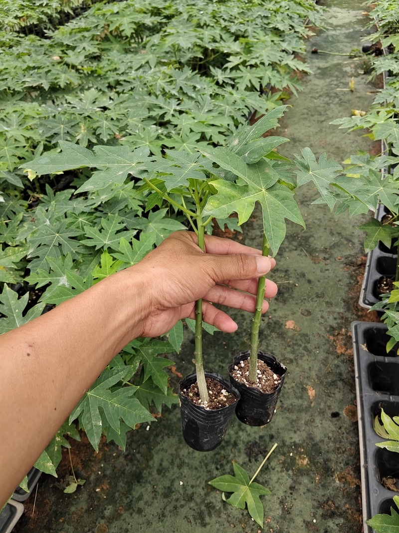 红肉水果木瓜苗当年种植当年结果量大从优欢迎下单选购