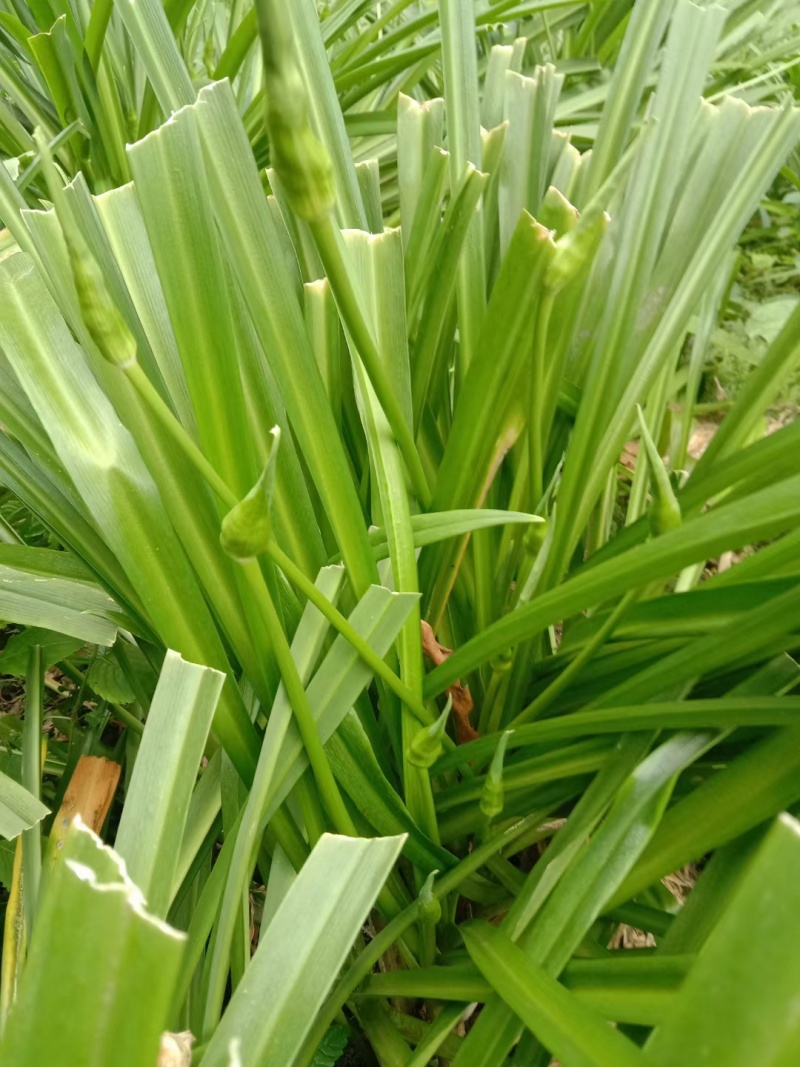 韭菜苔