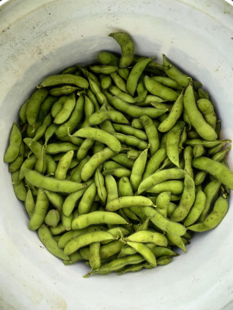 青毛豆