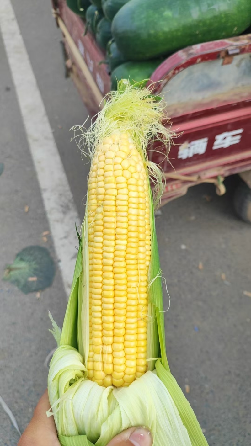 太阳花甜糯玉米，湖北宜城，基地