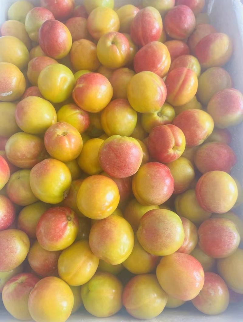 甘肃金塔县头茬杏子