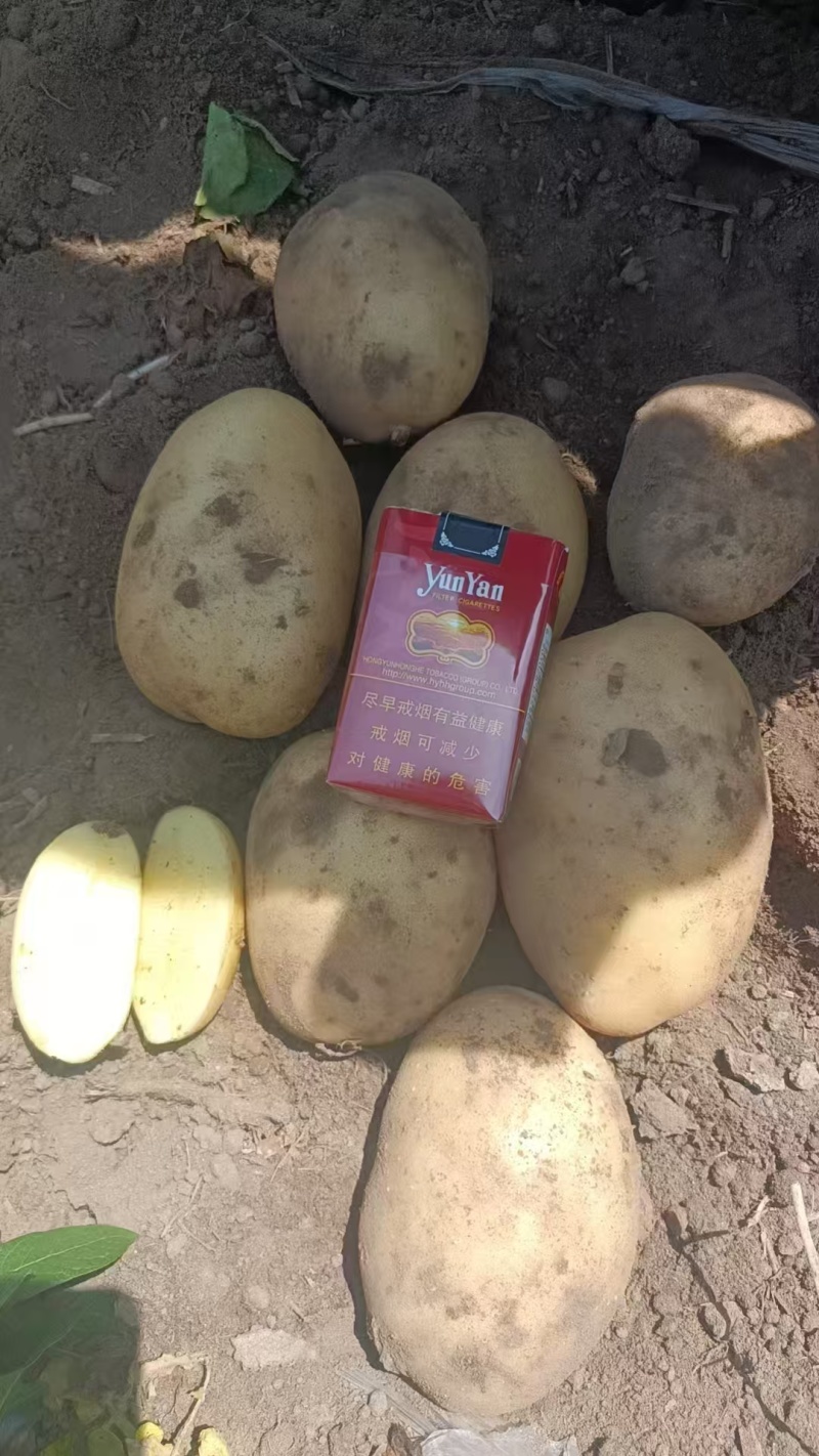 河北土豆沃土荷兰十五V.7大量现货供应产地直发