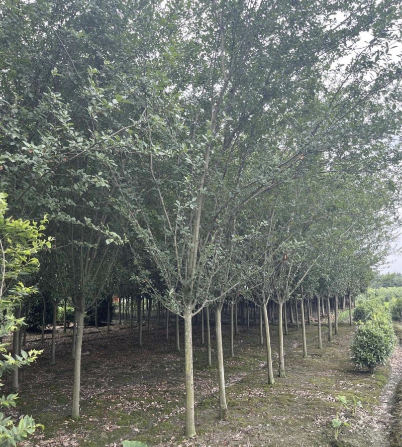 垂丝海棠西湖海棠，7公分8公分10公分，等各种规格
