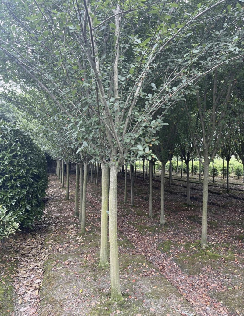 垂丝海棠西湖海棠，7公分8公分10公分，等各种规格