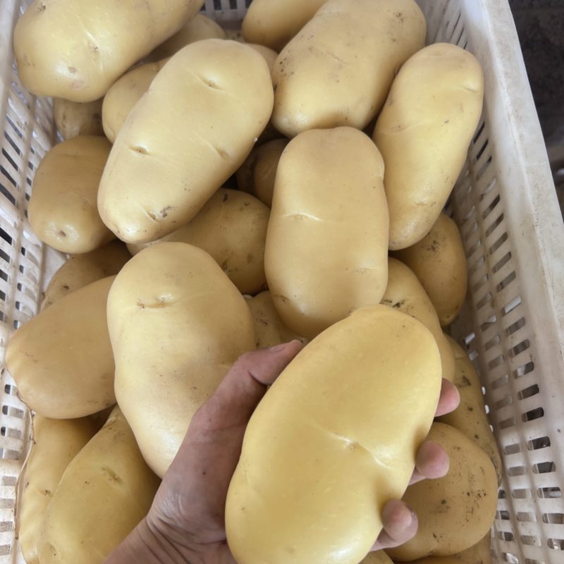 土豆产地、大量批发供应充足，欢迎各大客商前来选购