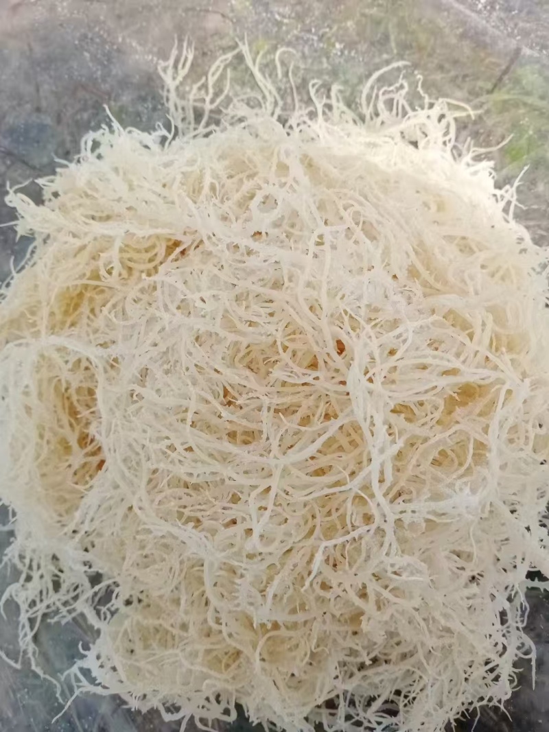 龙须菜厂家直销