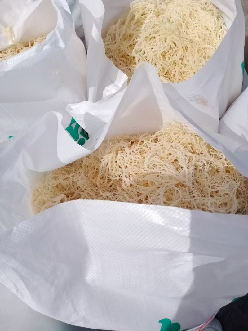 龙须菜厂家直销