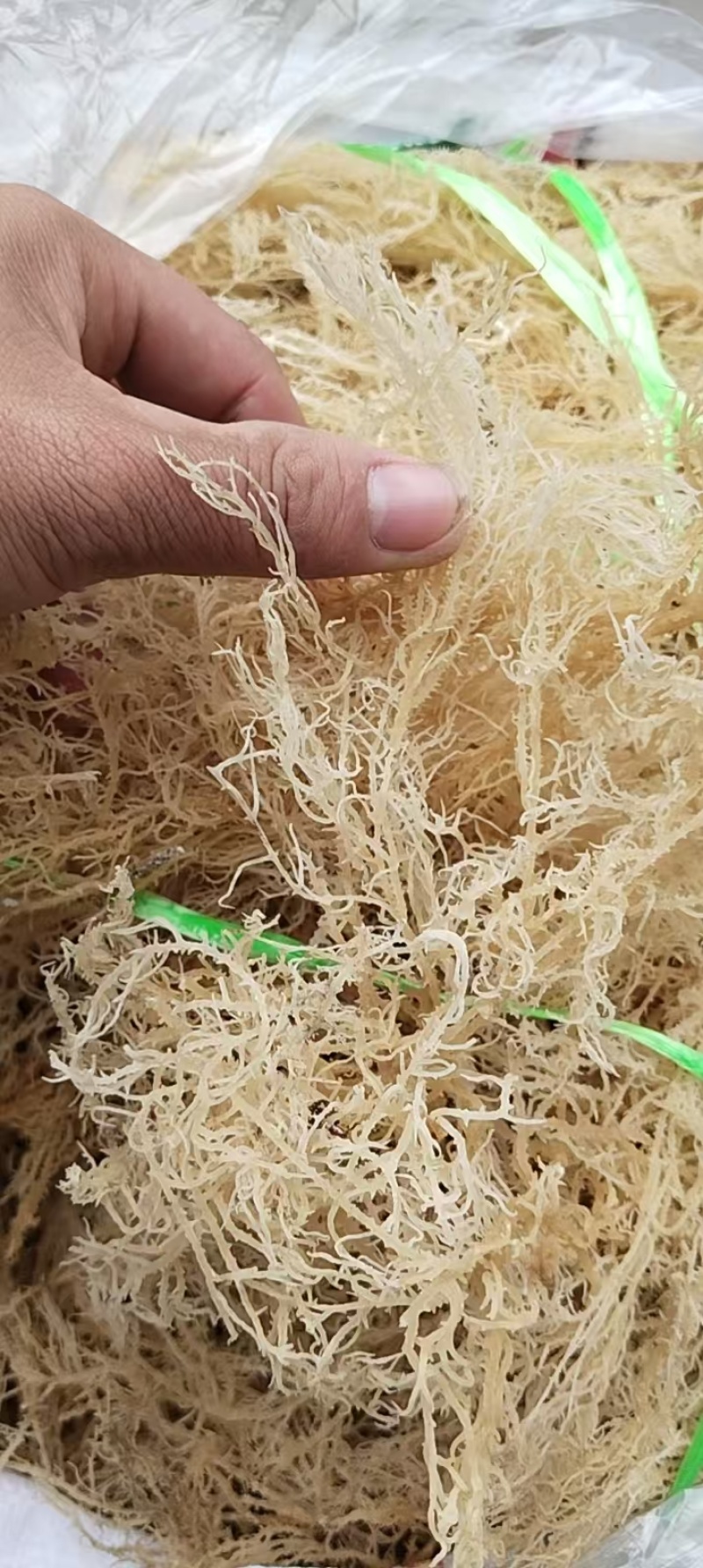 龙须菜厂家直销