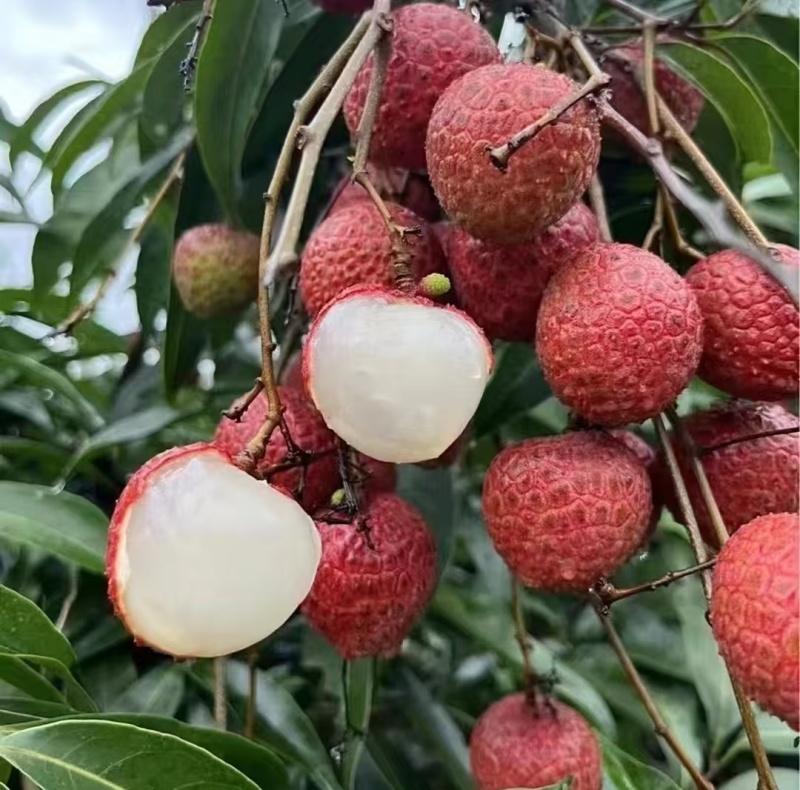 黑叶荔枝（广西荔枝）现摘现发品种齐全，对接电商市场批发商