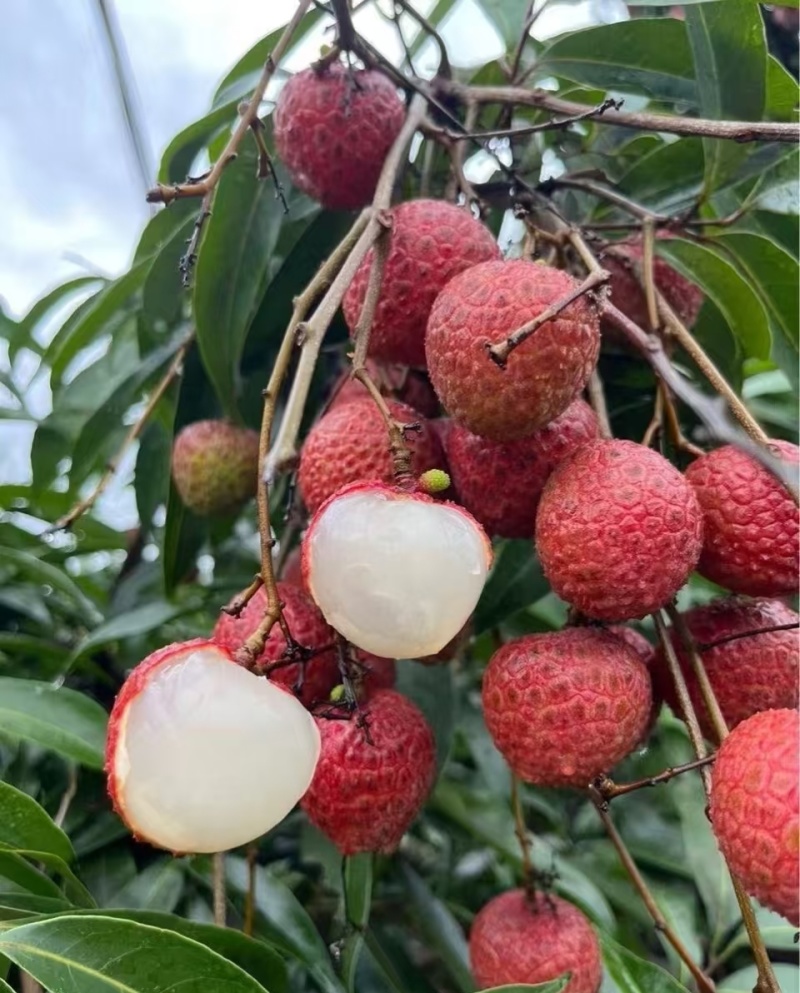 黑叶荔枝（广西荔枝）现摘现发品种齐全，对接电商市场批发商