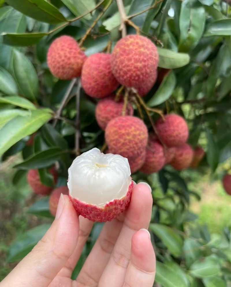 黑叶荔枝（广西荔枝）现摘现发品种齐全，对接电商市场批发商