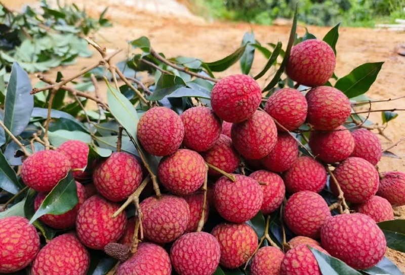 黑叶荔枝（广西荔枝）现摘现发品种齐全，对接电商市场批发商
