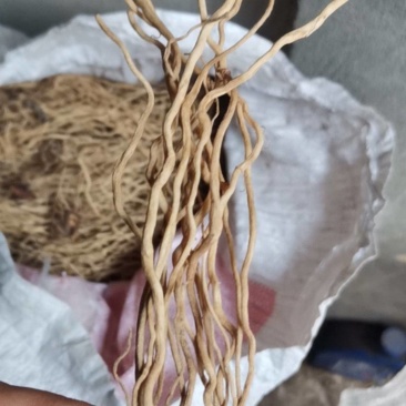 万寿竹根，水洗，带芦头，色白，无硫，足干