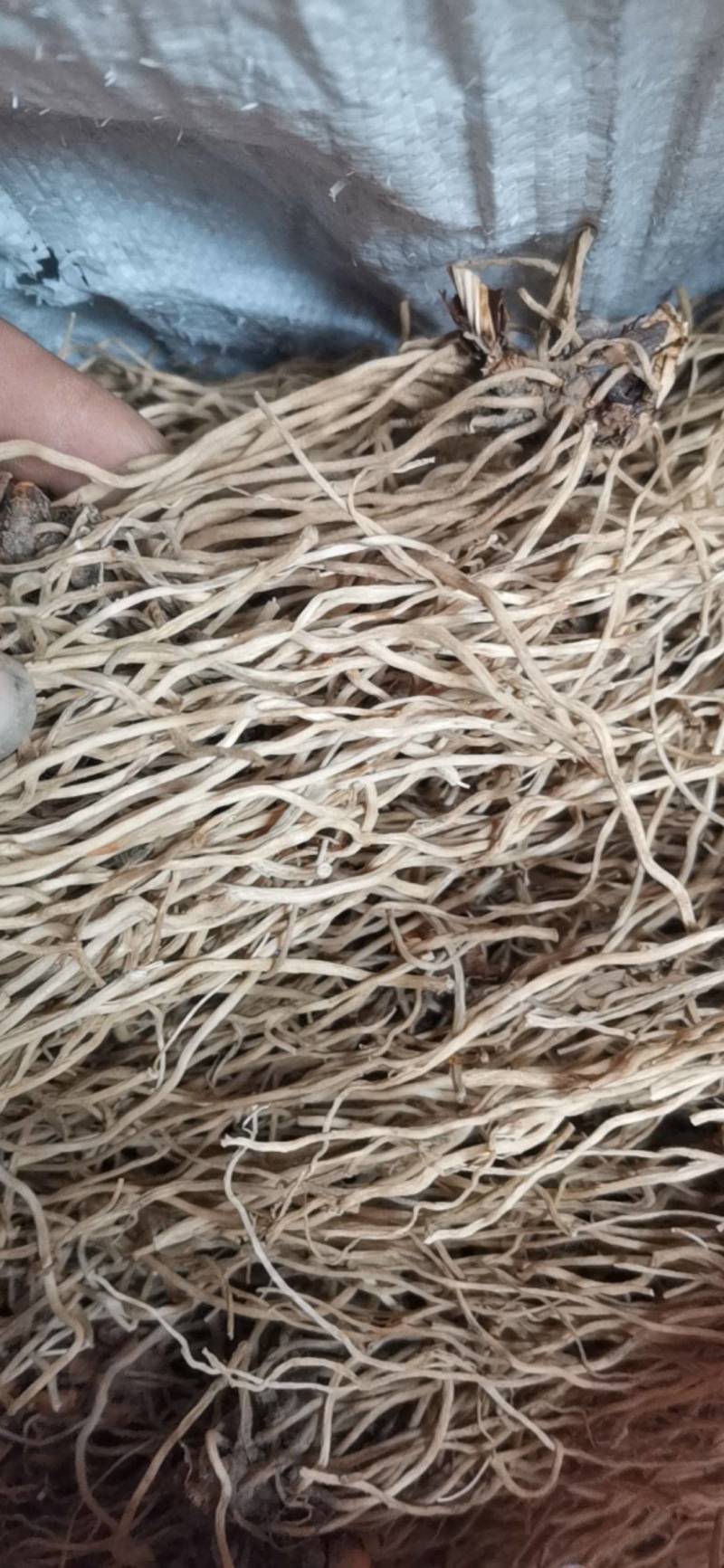 万寿竹根，水洗，带芦头，色白，无硫，足干