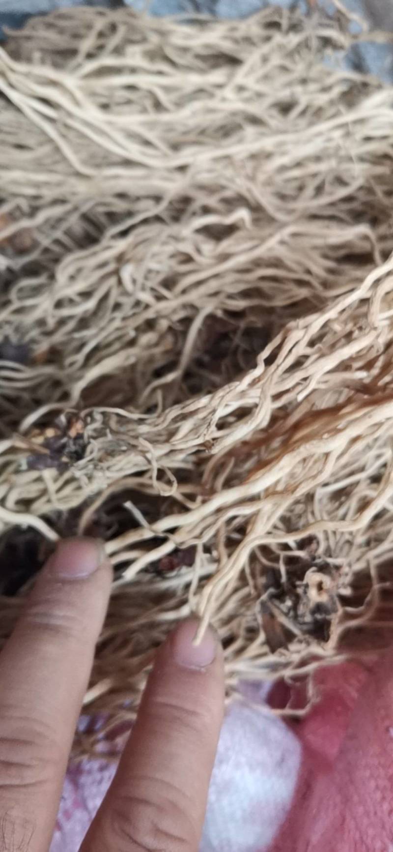 万寿竹根，水洗，带芦头，色白，无硫，足干