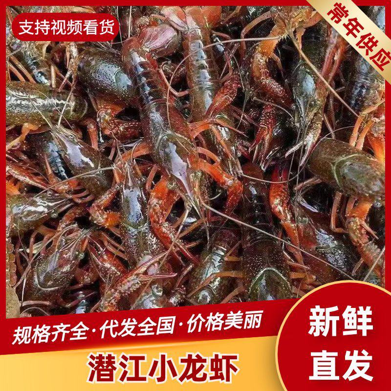 【牛商极力推荐】湖北潜江精品小龙虾，规格齐全。保质保量