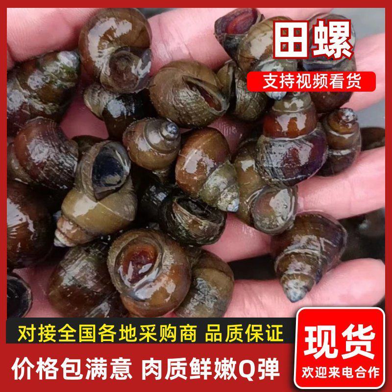 湖北田螺长期有货，新鲜量大，货源充足，全国发货。