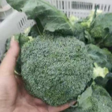 湖北大量西兰花上市，产地直销，规格齐全，全国发货