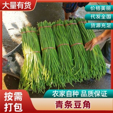 湖北天门长豆角大量精品上市无虫子新鲜量大，产地直销