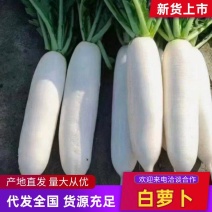 湖北沙洋春季白萝卜新鲜大量上市，品质有保障，诚信经营