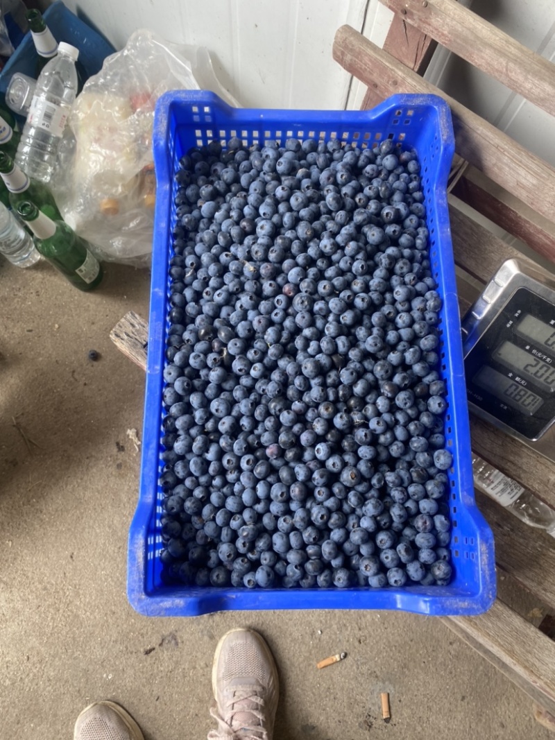 山东精品大蓝莓大量上市果香浓郁承接电商档口商超