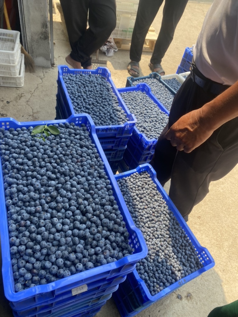 山东精品大蓝莓大量上市果香浓郁承接电商档口商超