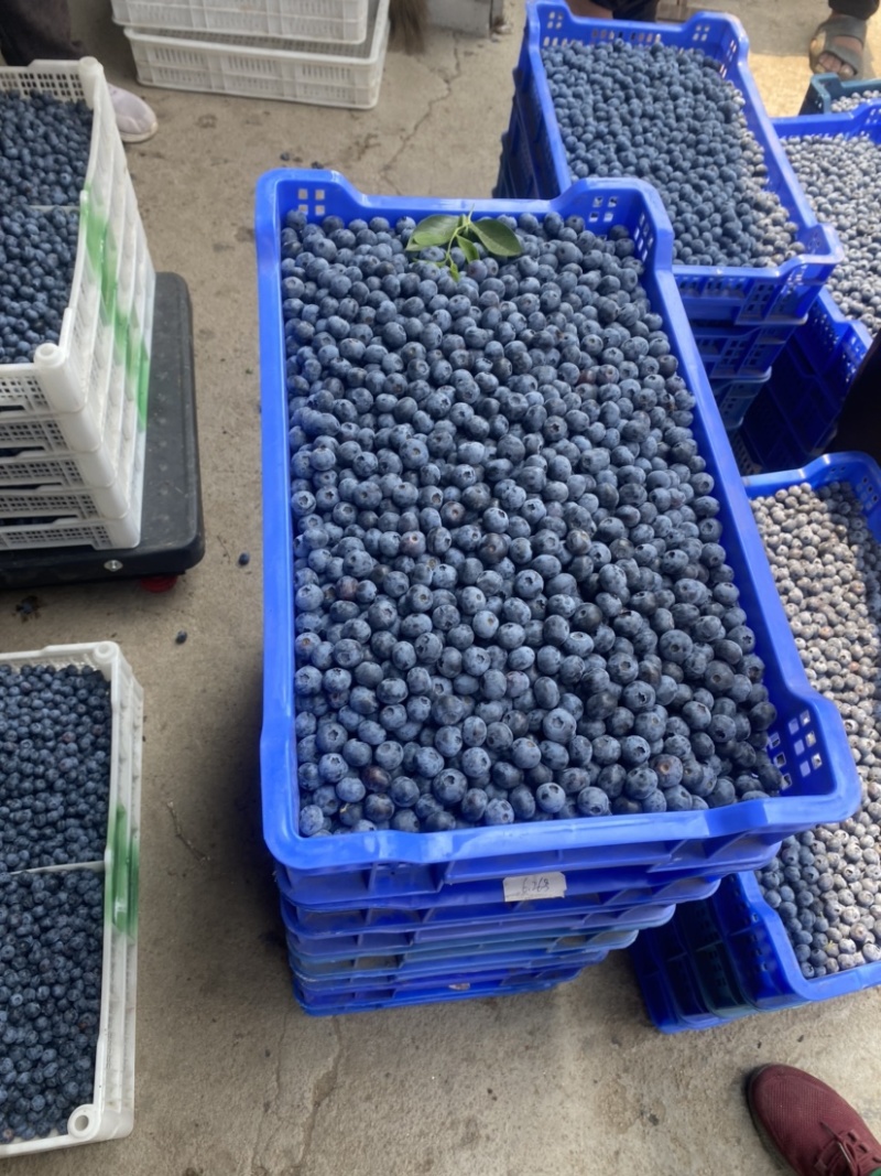 山东精品大蓝莓大量上市果香浓郁承接电商档口商超