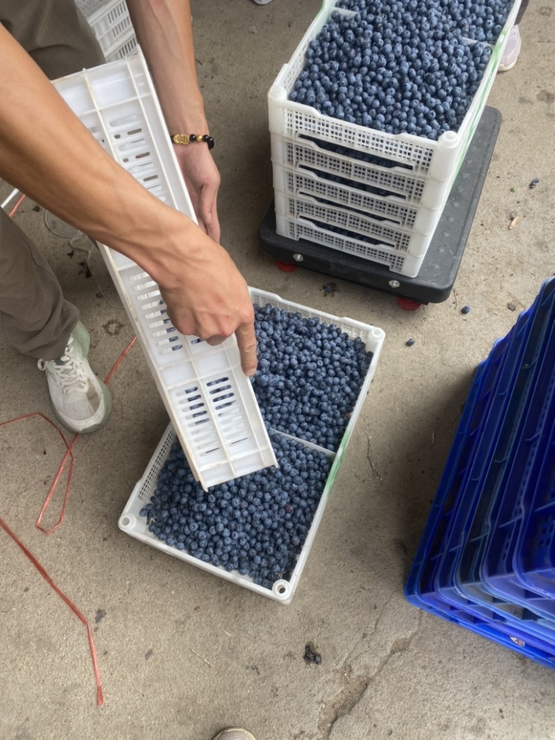 山东精品大蓝莓大量上市果香浓郁承接电商档口商超
