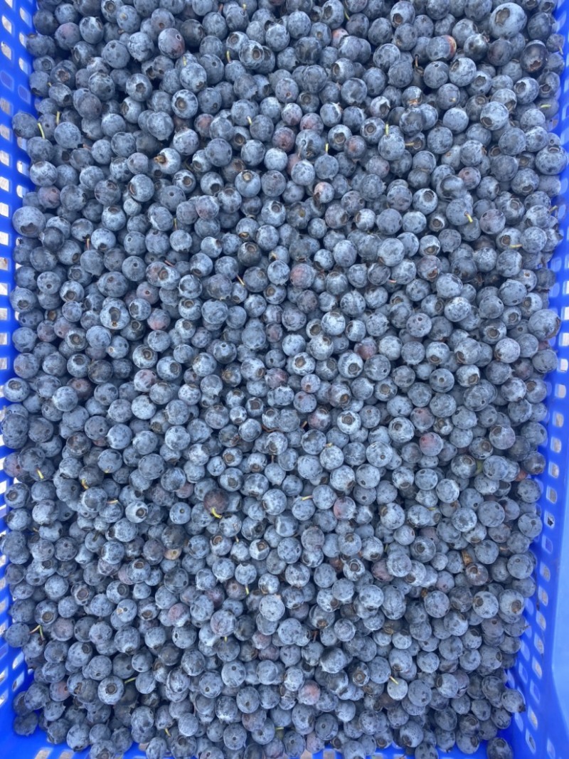 山东精品大蓝莓大量上市果香浓郁承接电商档口商超