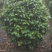 茶花高度80厘米-2米，球型树型自然型，各种层次。
