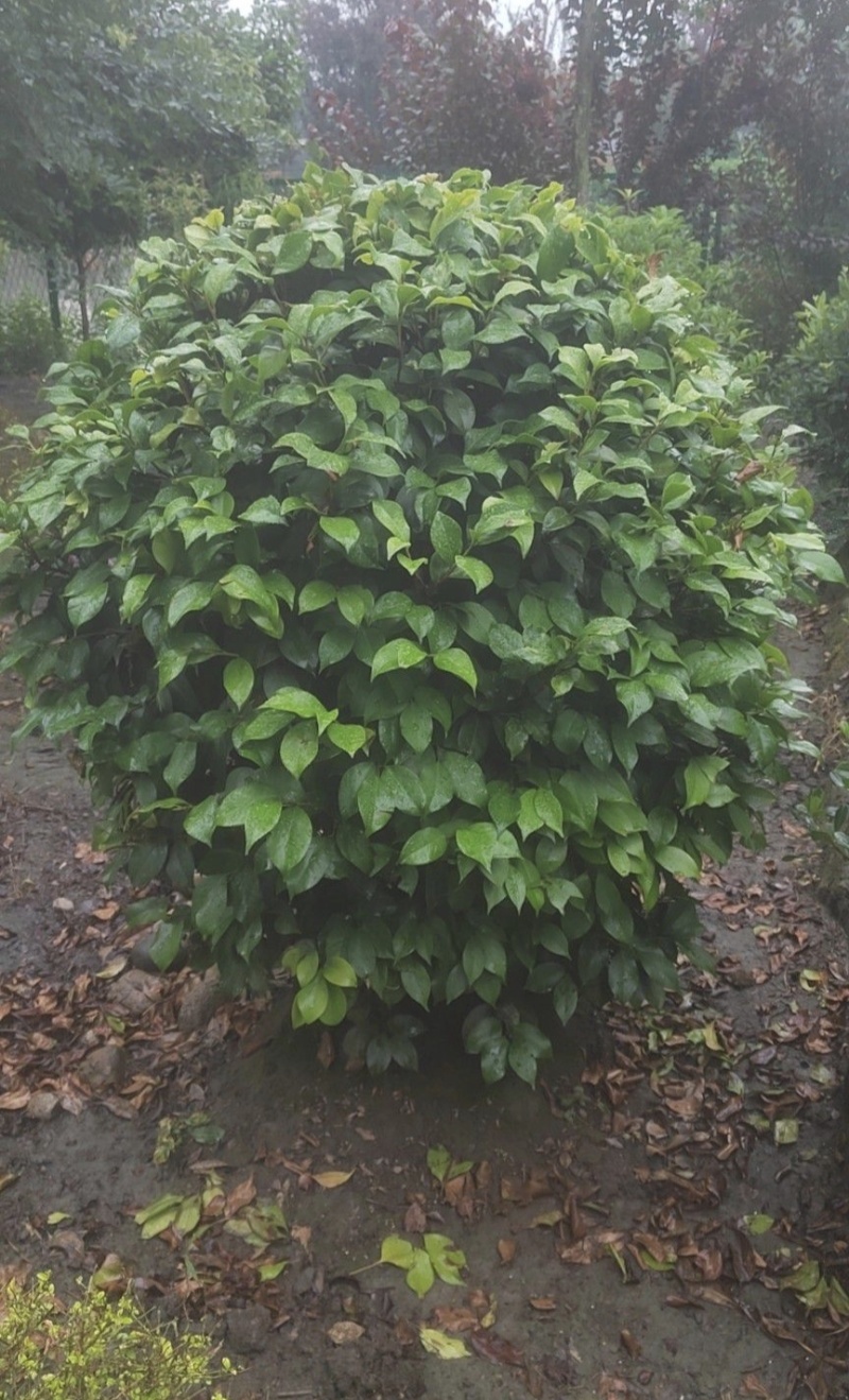 茶花高度80厘米-2米，球型树型自然型，各种层次。