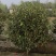 茶花高度80厘米-2米，球型树型自然型，各种层次。