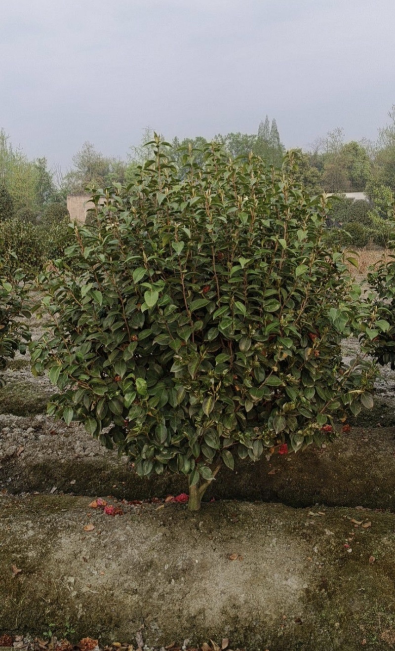 茶花高度80厘米-2米，球型树型自然型，各种层次。