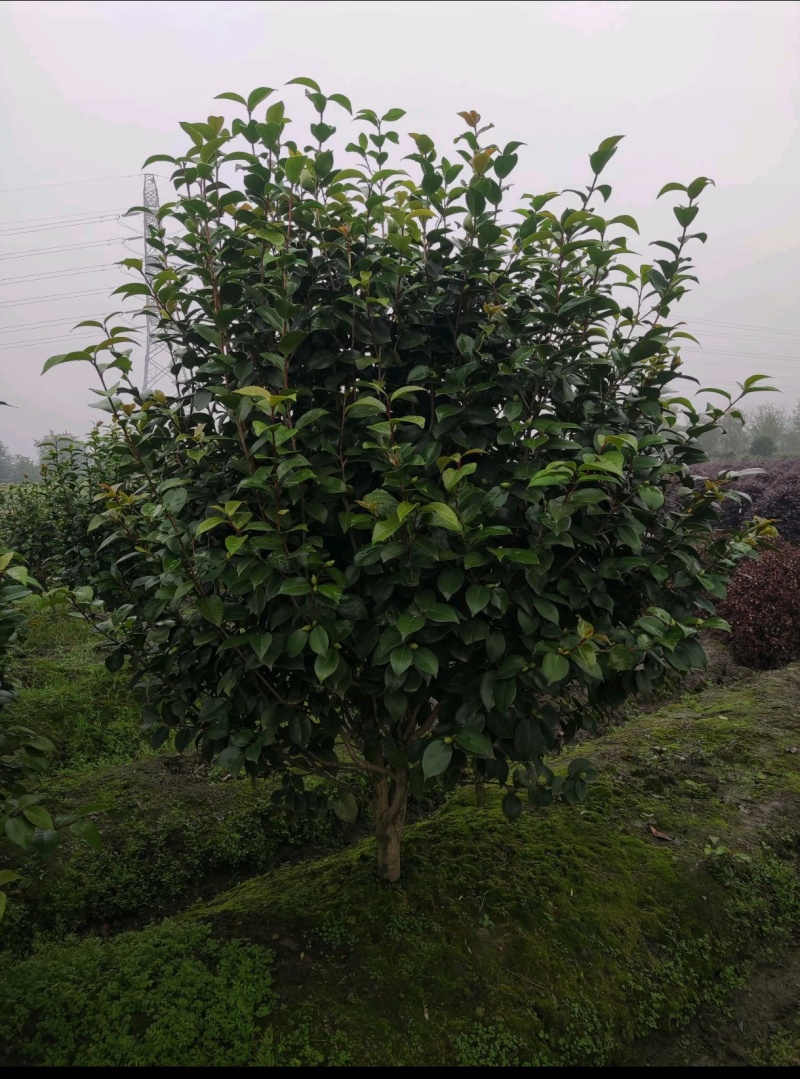 茶花高度80厘米-2米，球型树型自然型，各种层次。